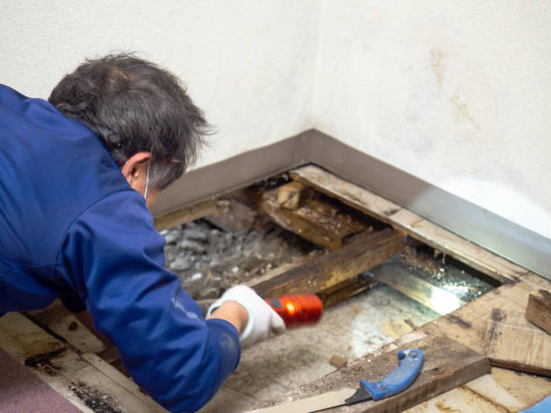 Trusted Mansura, LA Mold Removal Experts