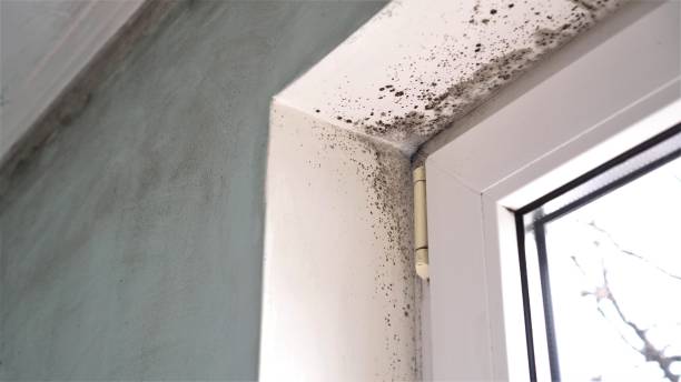 Best Mold Testing  in Mansura, LA