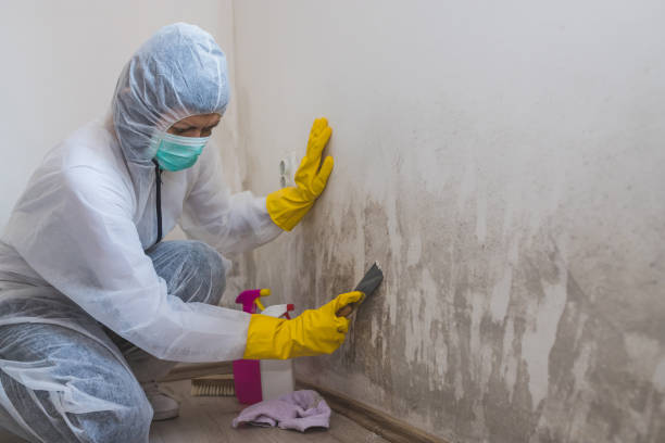 Best Toxic Mold Removal  in Mansura, LA