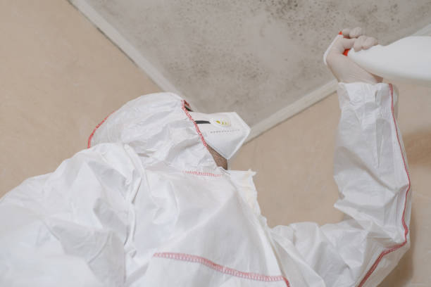 Professional Mold Removal in Mansura, LA