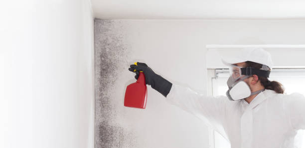 Best Certified Mold Removal  in Mansura, LA