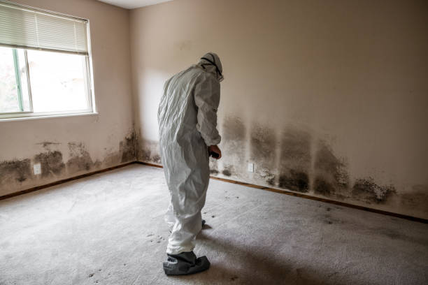 Best Mold Inspection  in Mansura, LA