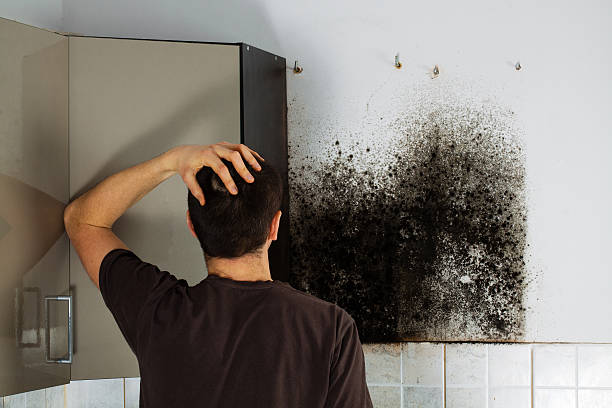 Best Same-Day Mold Removal  in Mansura, LA