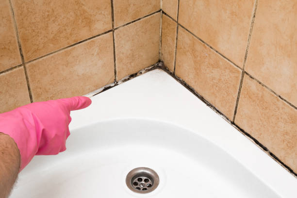 Best Home Mold Removal  in Mansura, LA